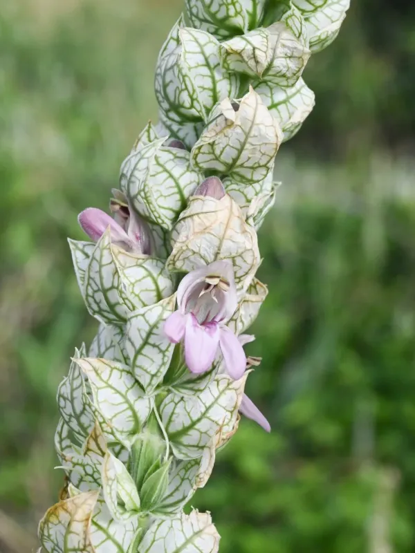 White shrimp plant