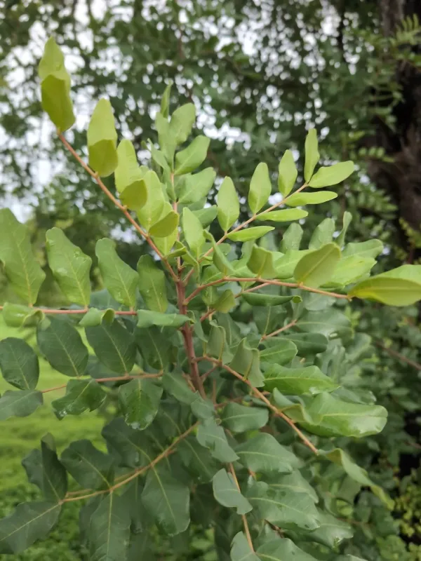Ceratonia siliqua