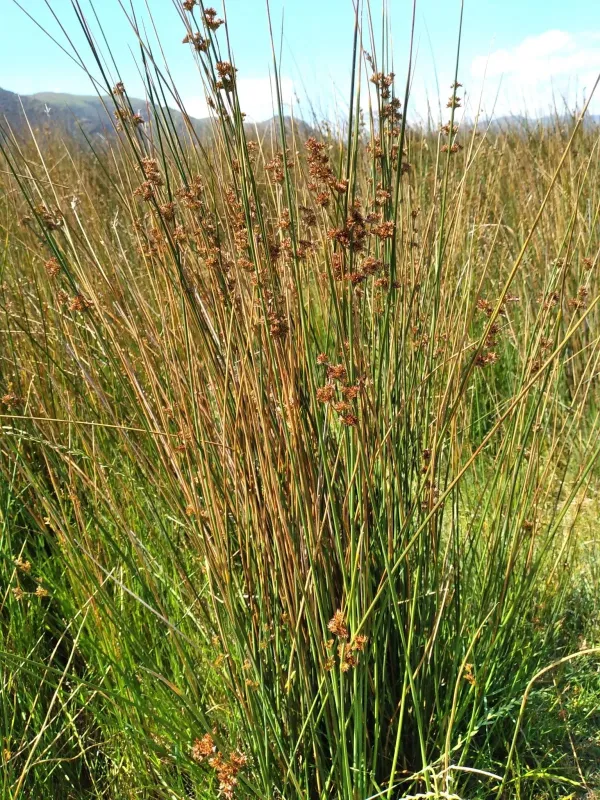 Juncus amabilis