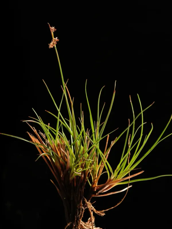 Juncus caespitosus