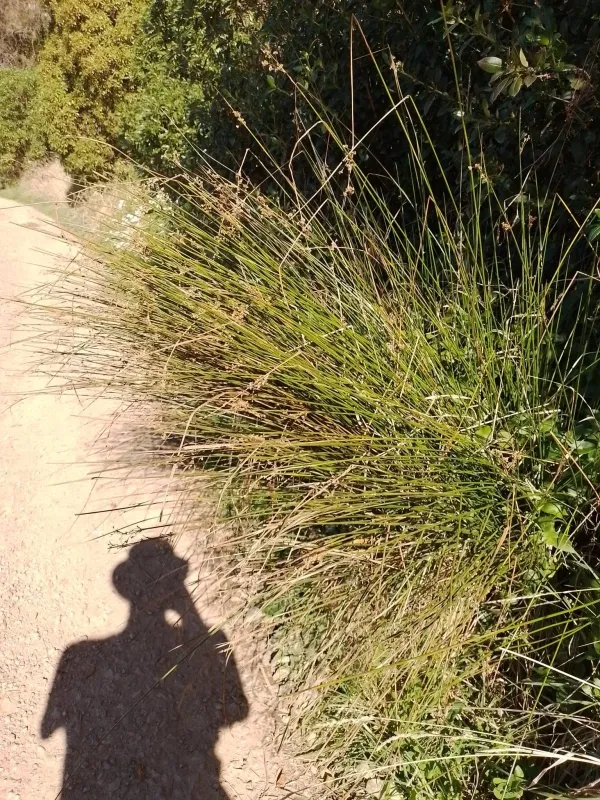 Juncus gregiflorus