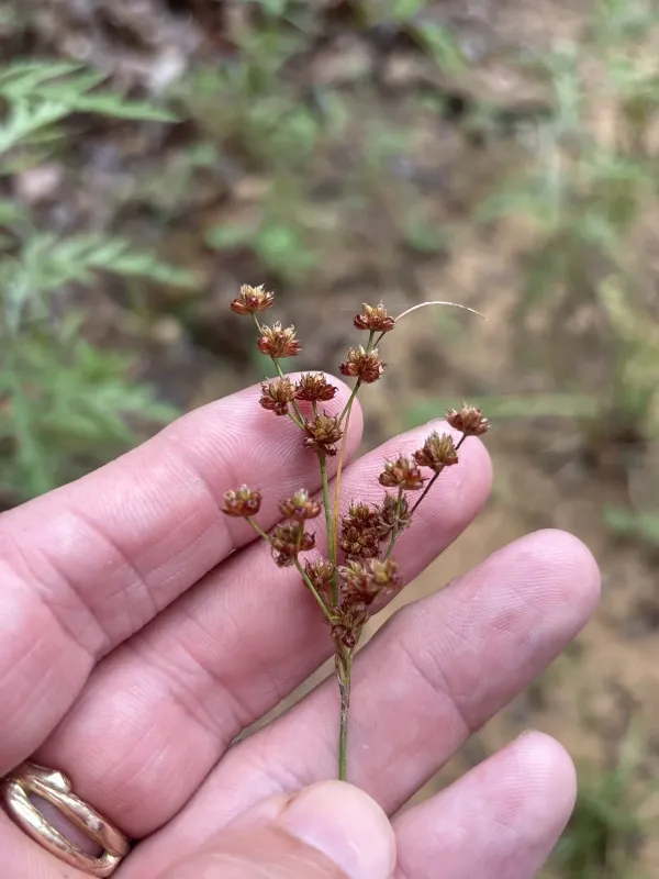 Grass-leaved rush