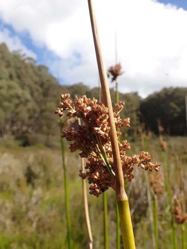 Juncus procerus