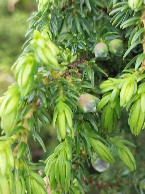 Azores juniper