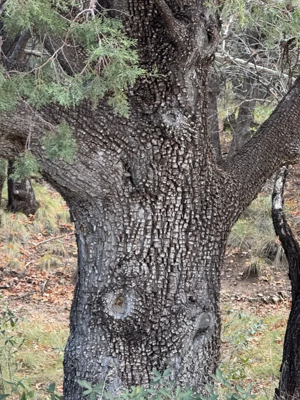 Alligator juniper