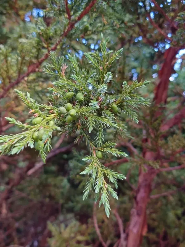 Gansu juniper