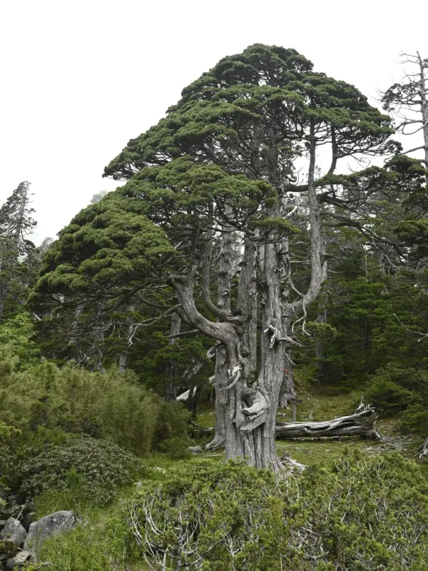 Morrison juniper