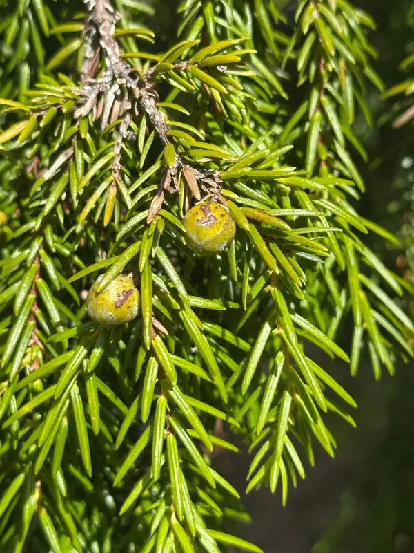Yew-leaved juniper