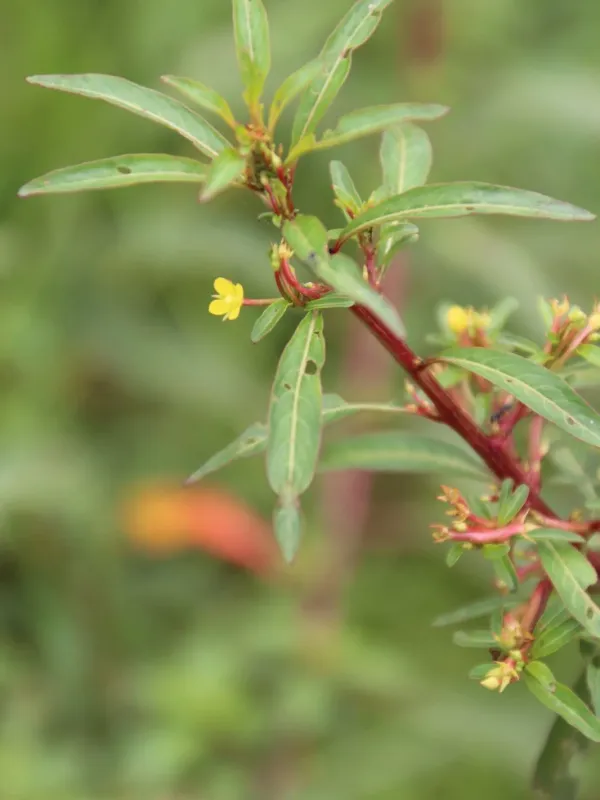 Ludwigia abyssinica