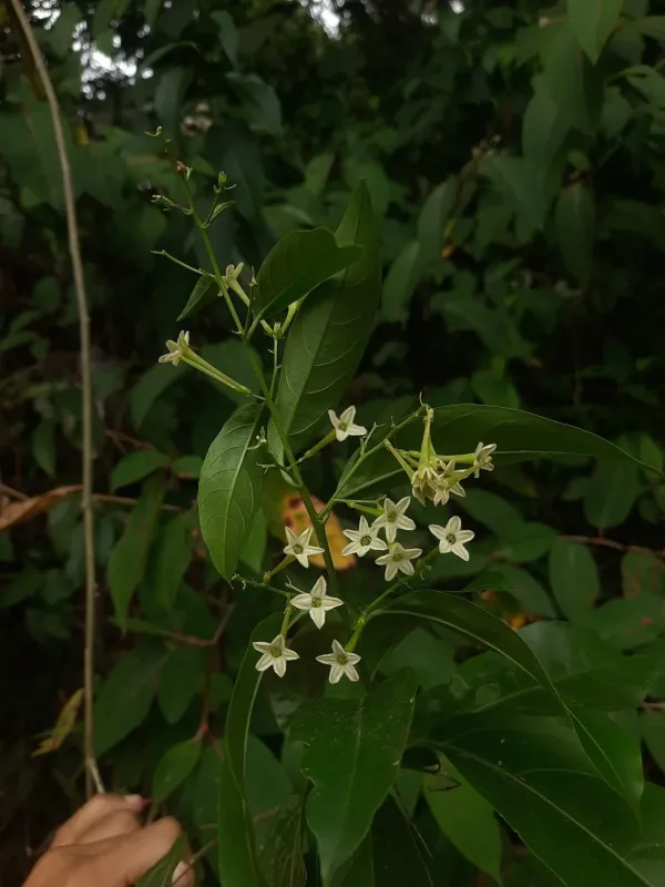 Night-blooming cestrum