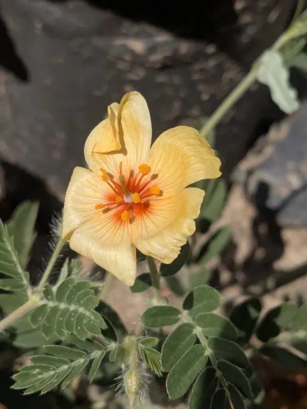 Калльстремія великоквіткова
