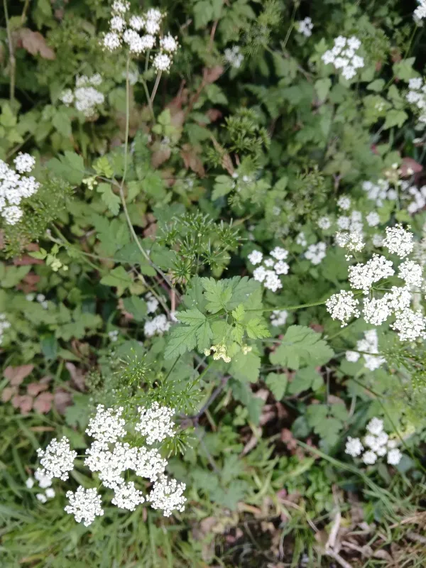 Myrrhoides