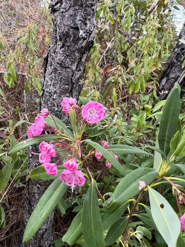 Carolina laurel