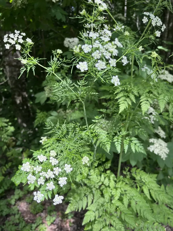Turnip-rooted chervil