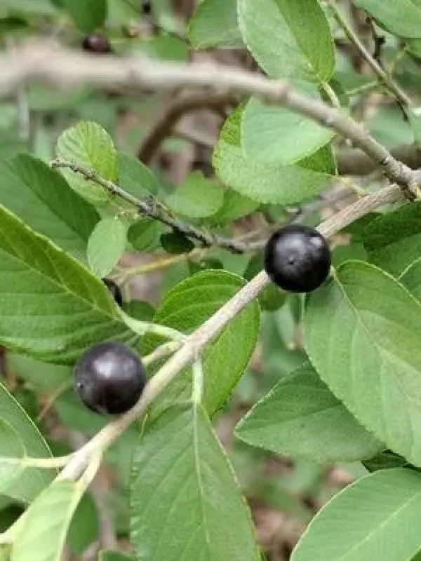 Karwinskia humboldtiana