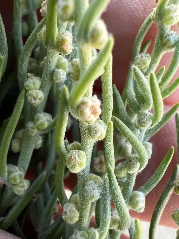 American burningbush