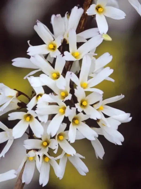 White forsythia
