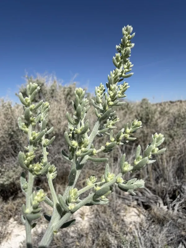 California neokochia