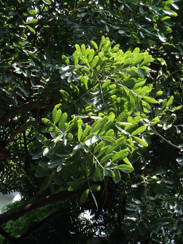 Kigelia pinnata
