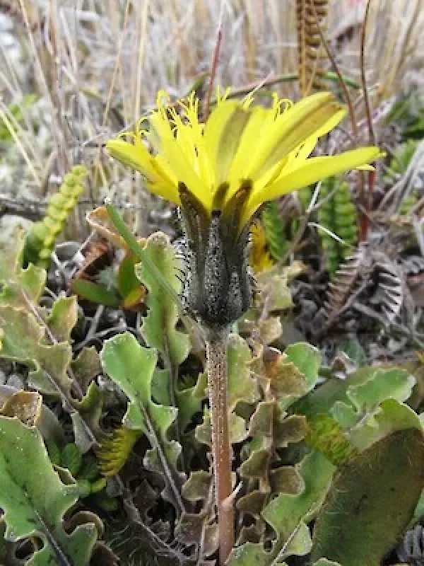 Kirkianella novae-zelandiae