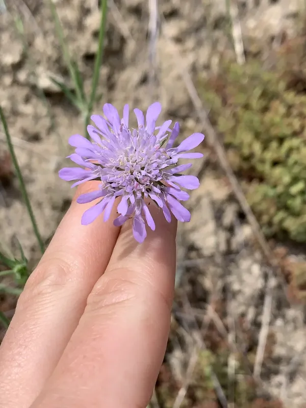 Knautia integrifolia