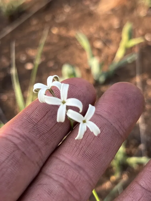 Kohautia amatymbica
