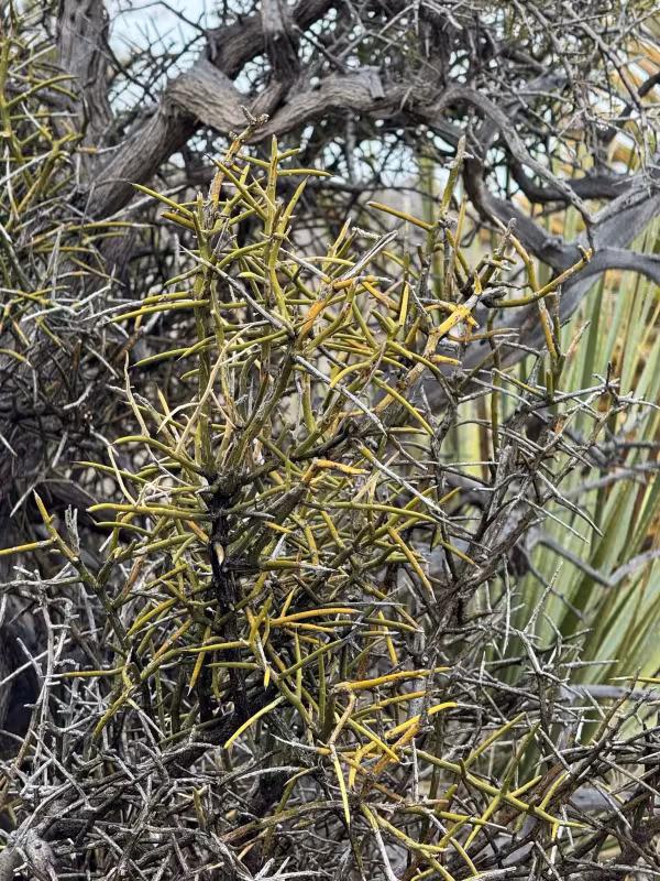 Crown of thorns