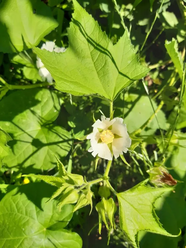 Kitaibelia vitifolia