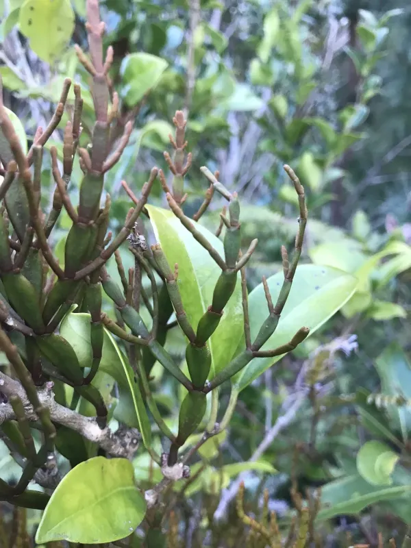 Korthalsella japonica