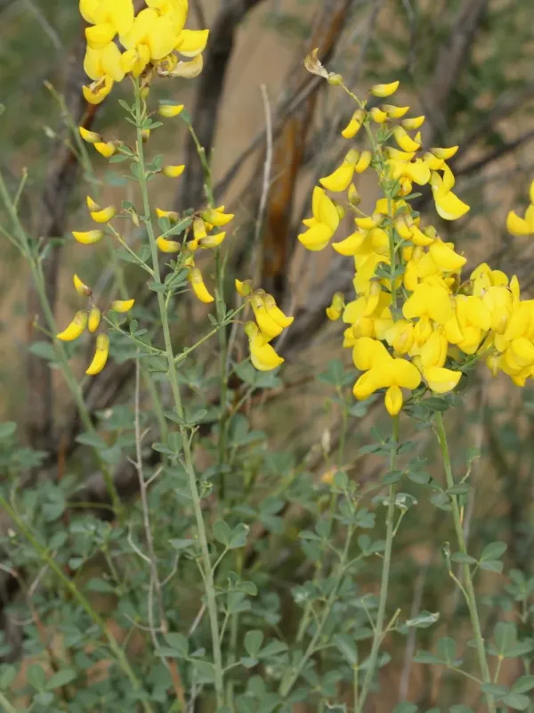 Podocytisus caramanicus