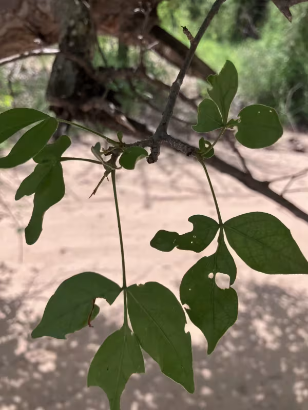 Lannea schweinfurthii