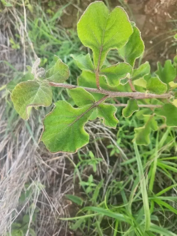 Lannea triphylla