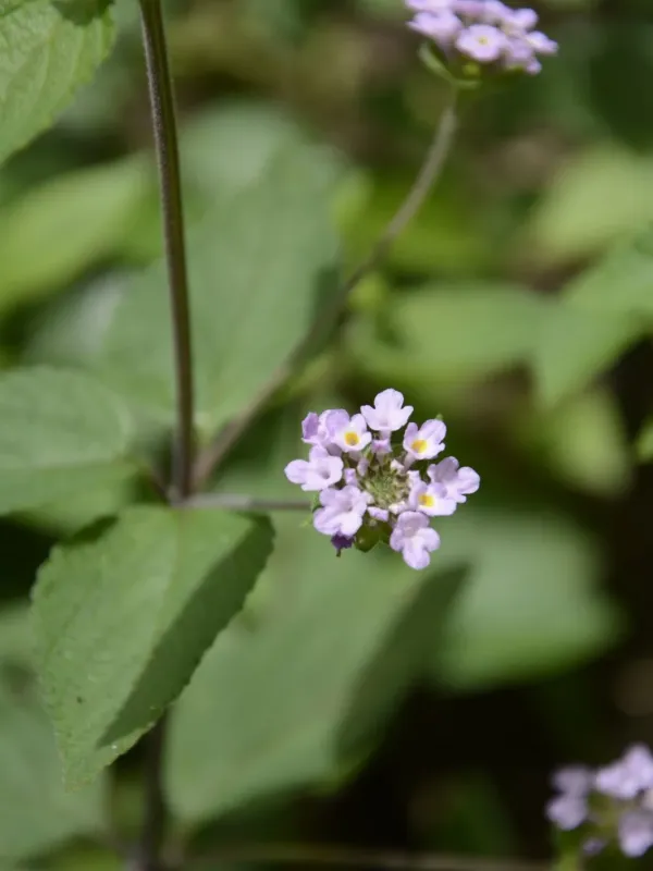 Lantana indica