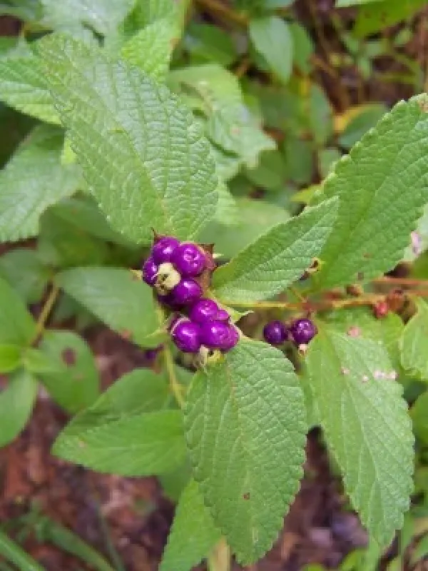 Lantana rhodesensis