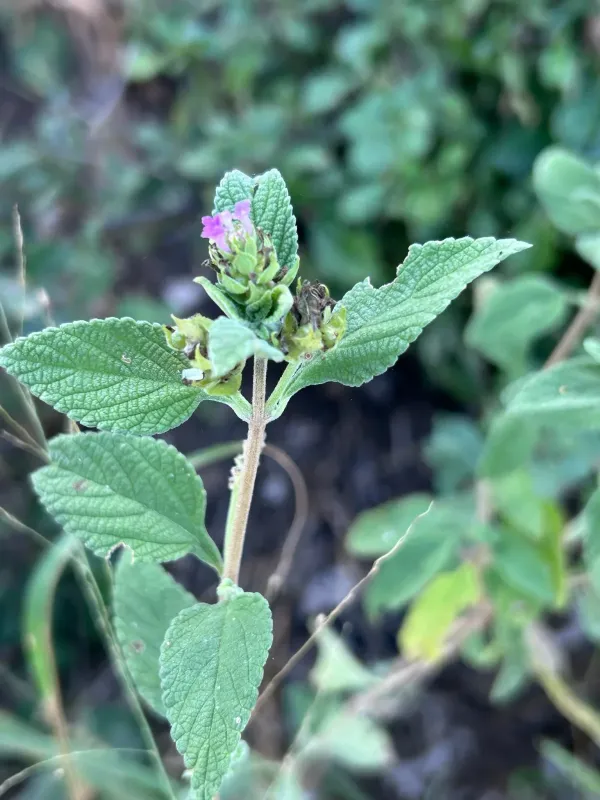 Lantana rugosa
