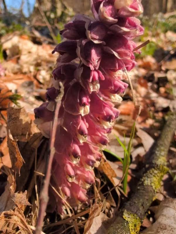 Common toothwort