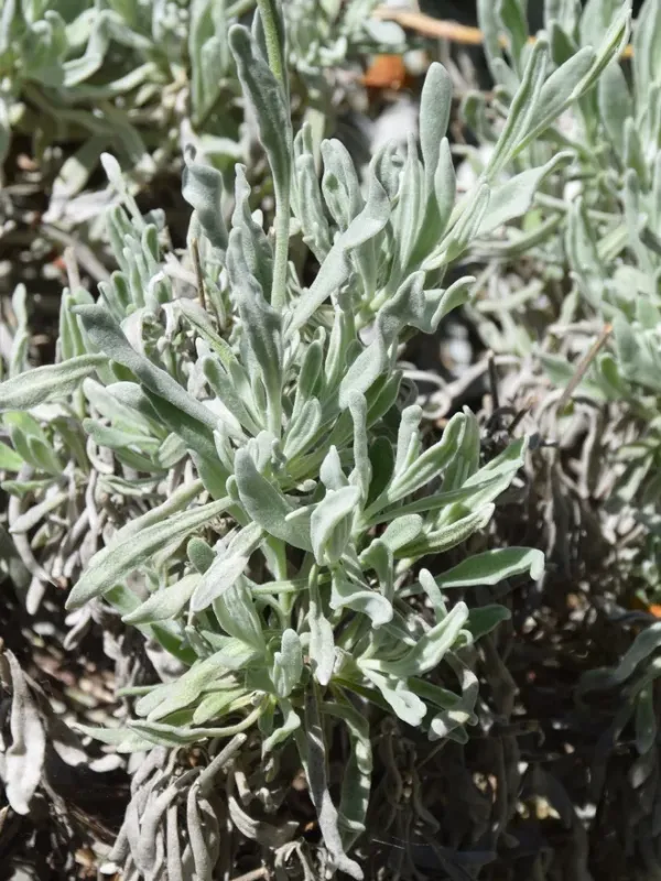 Woolly lavender
