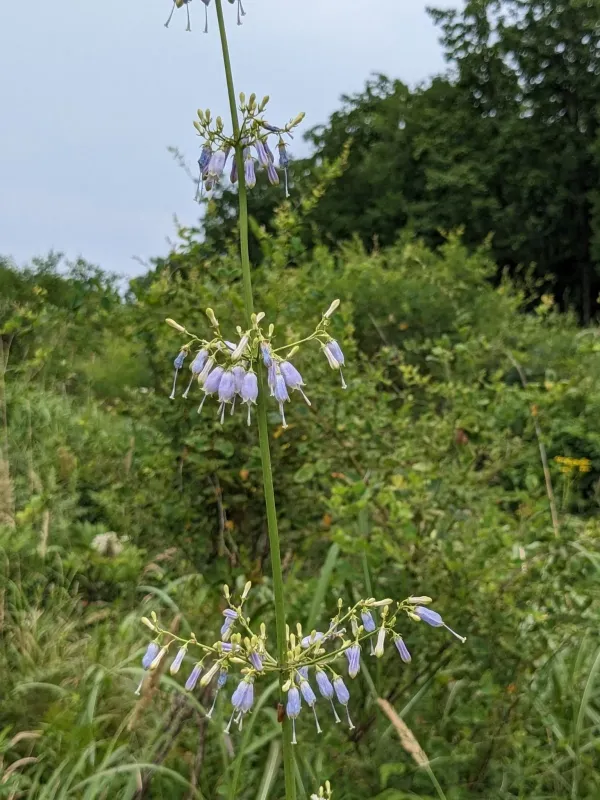 Adenophora triphylla