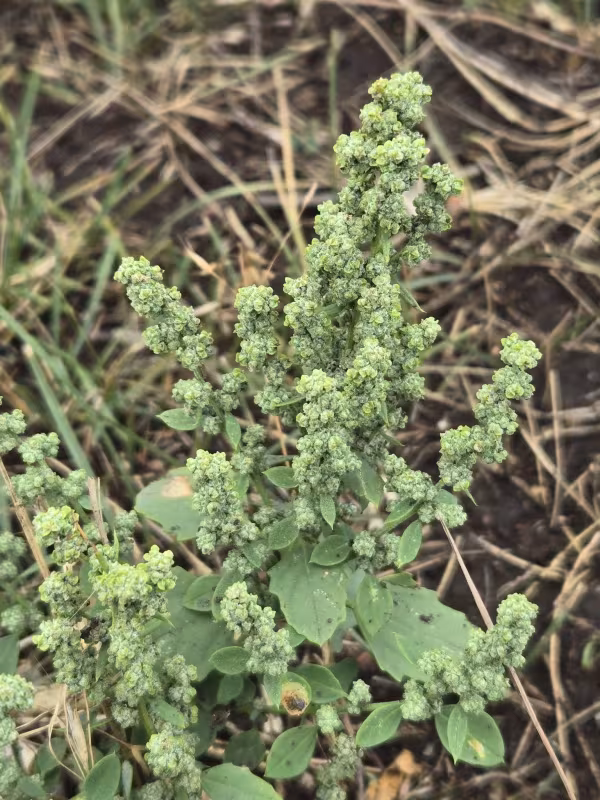 Berlandier's goosefoot