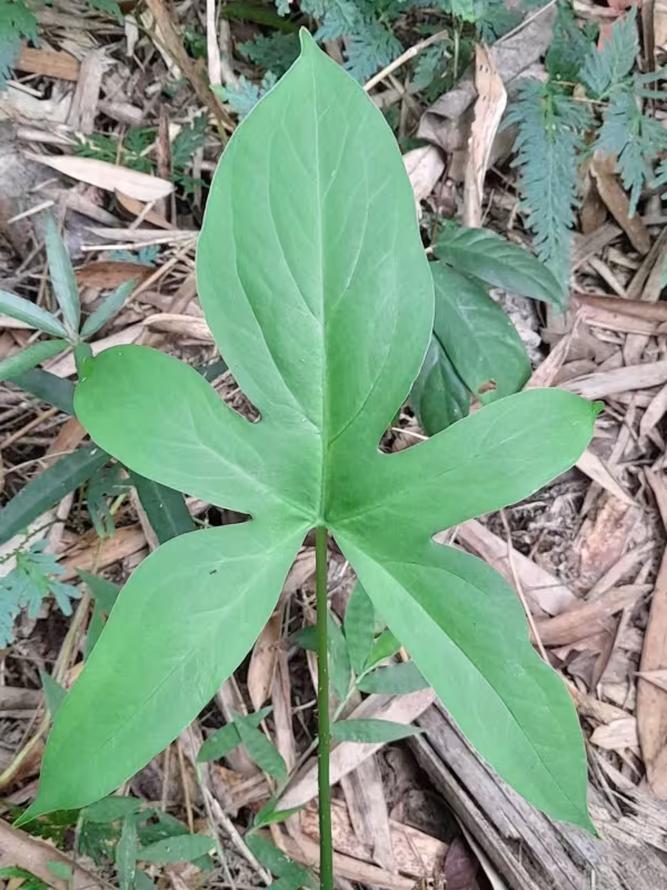 Lasia spinosa