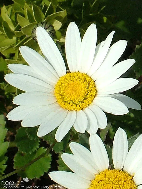 Leucanthemum sylvaticum