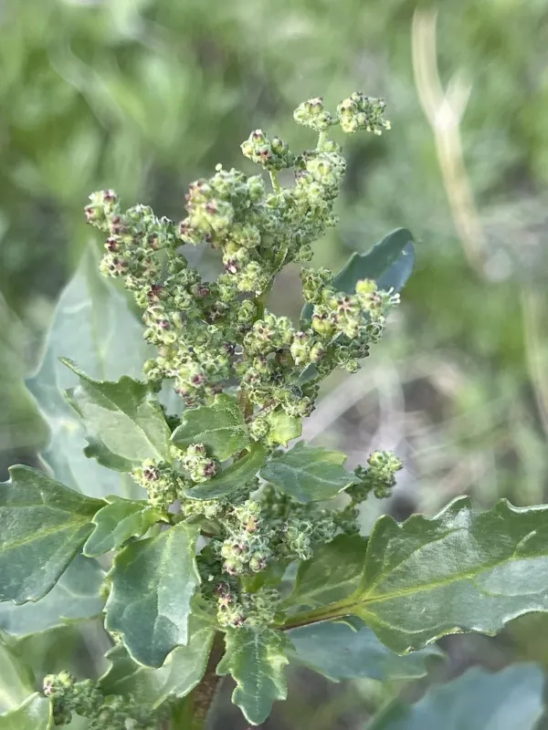Nettle-leaved goosefoot