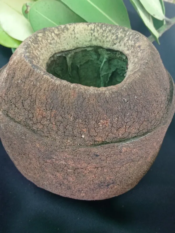 Lecythis usitata
