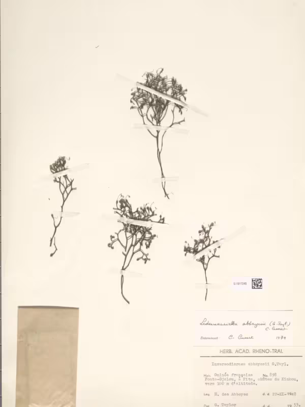 Ледерманниелла Аббайе