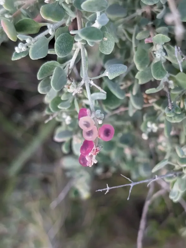 Chenopodium spinescens