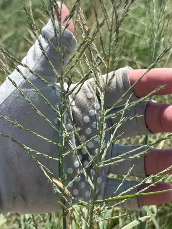 Brown beetle grass