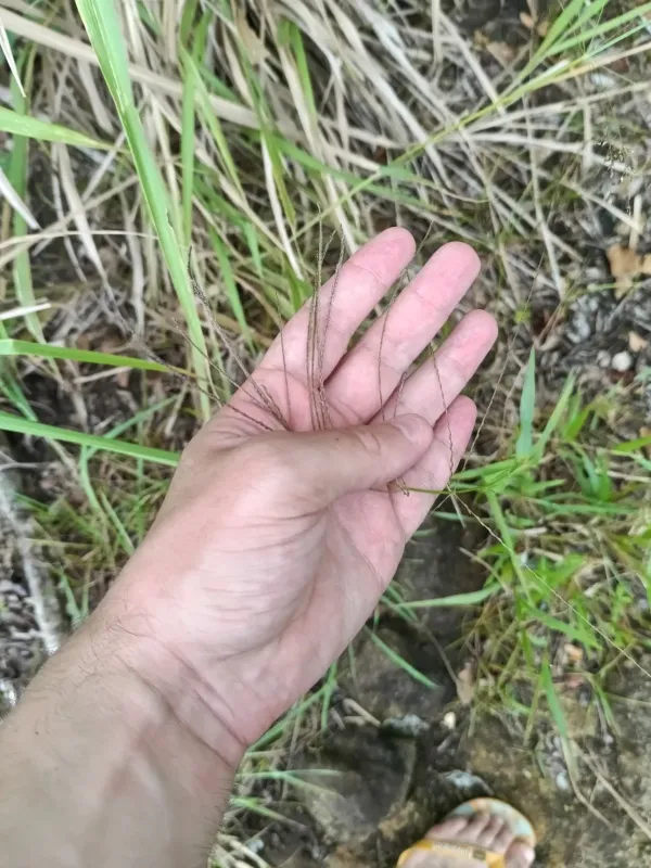 Leptochloa virgata