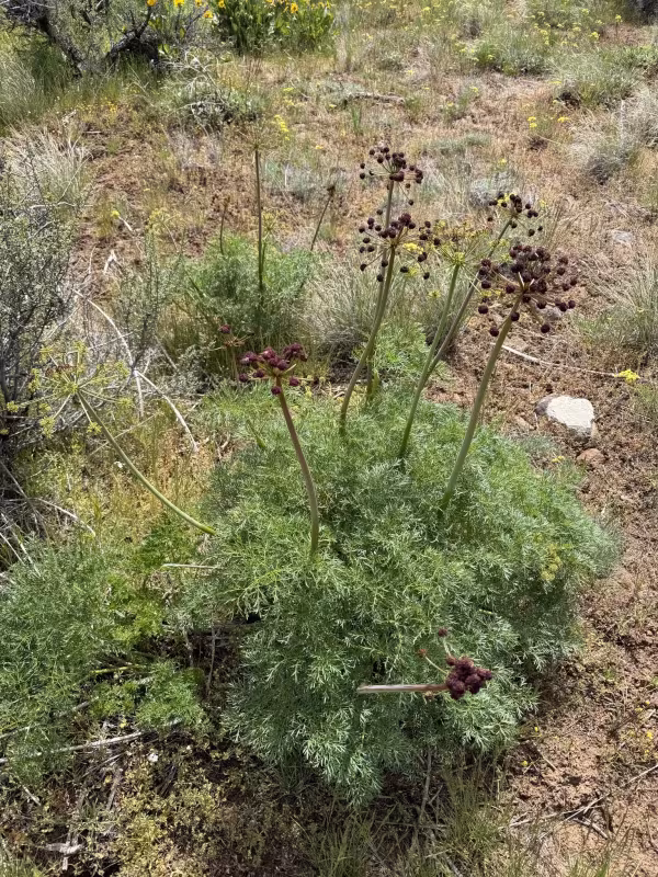 Lomatium multifidum