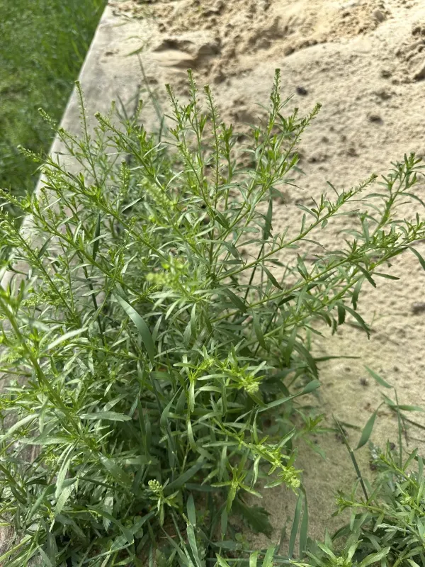 Apetalous peppergrass