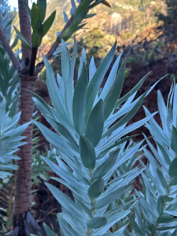 Silver tree